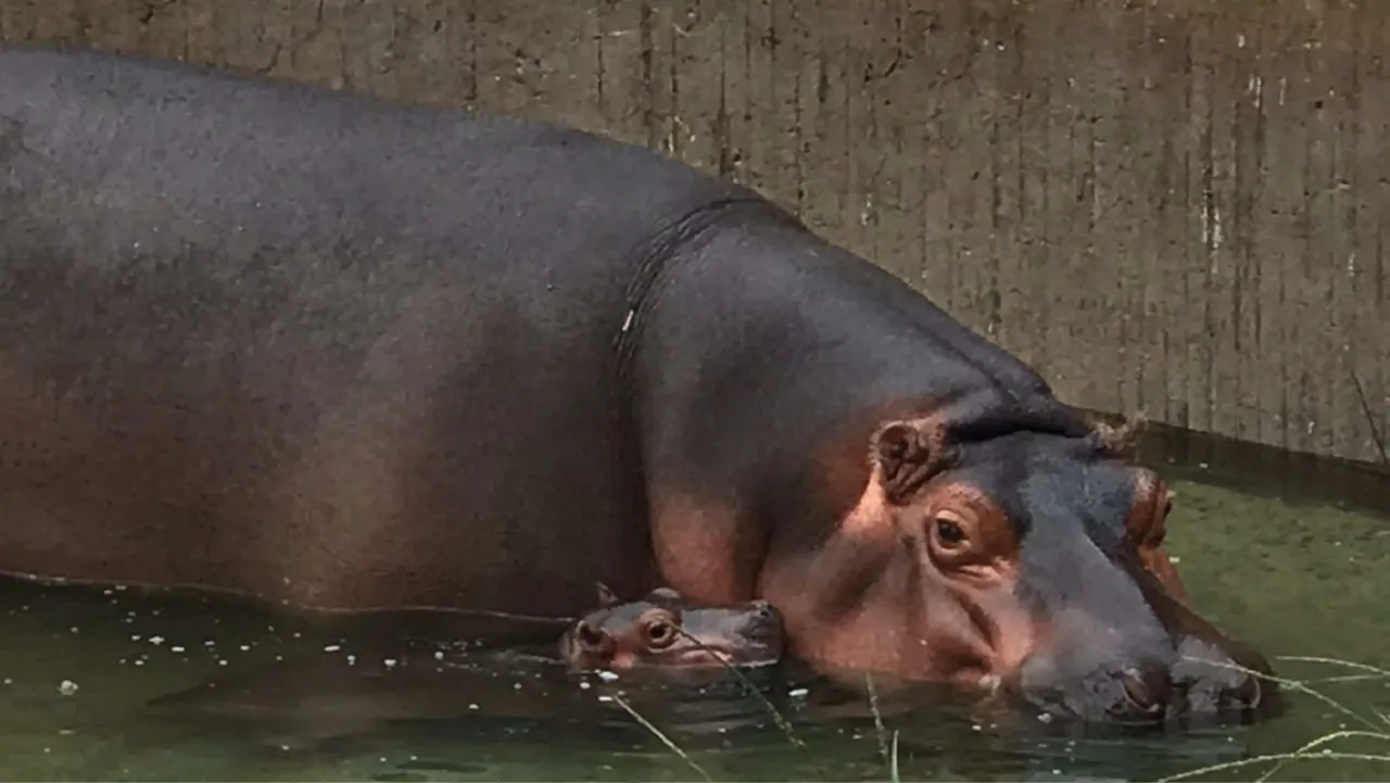 hipo