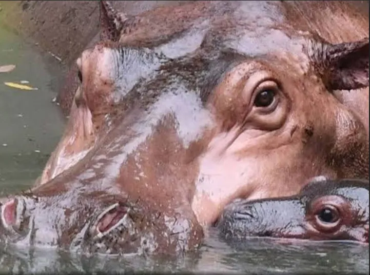 hipopotamo
