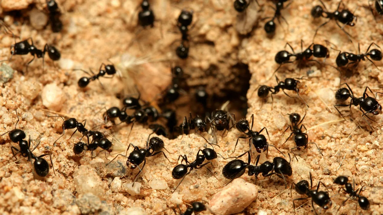 hormigas