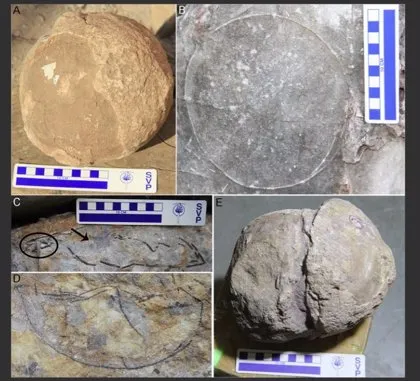 Un criadero de cientos de huevos de titanosuario hallado en la India