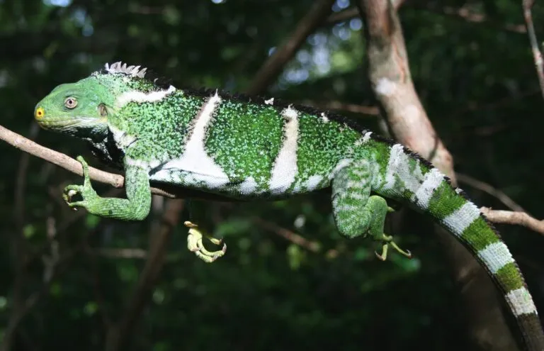 iguana.jpg