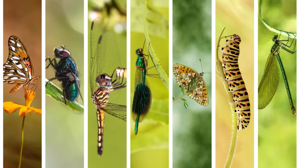 insectos