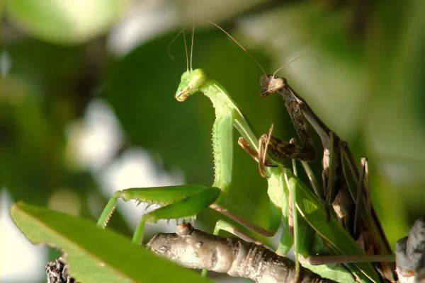insectos
