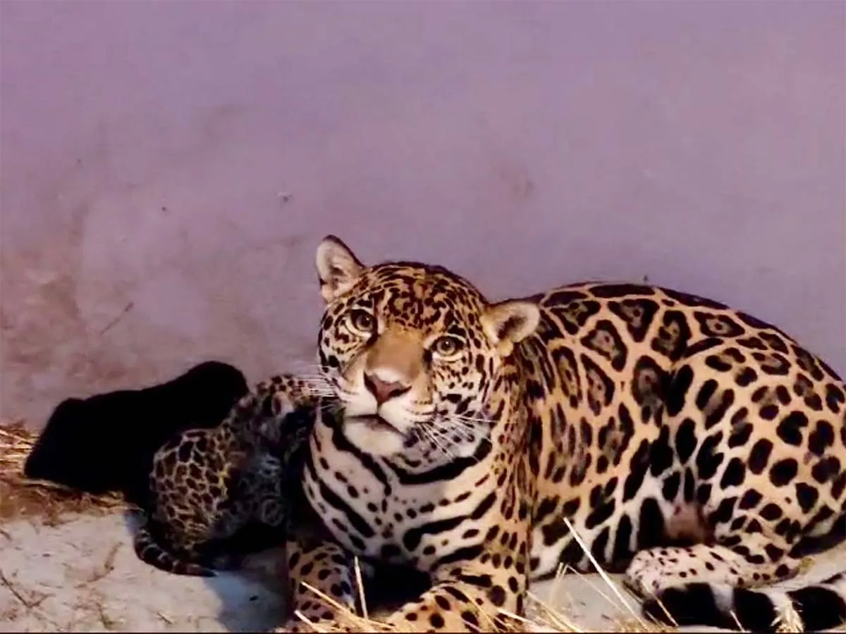 jaguar