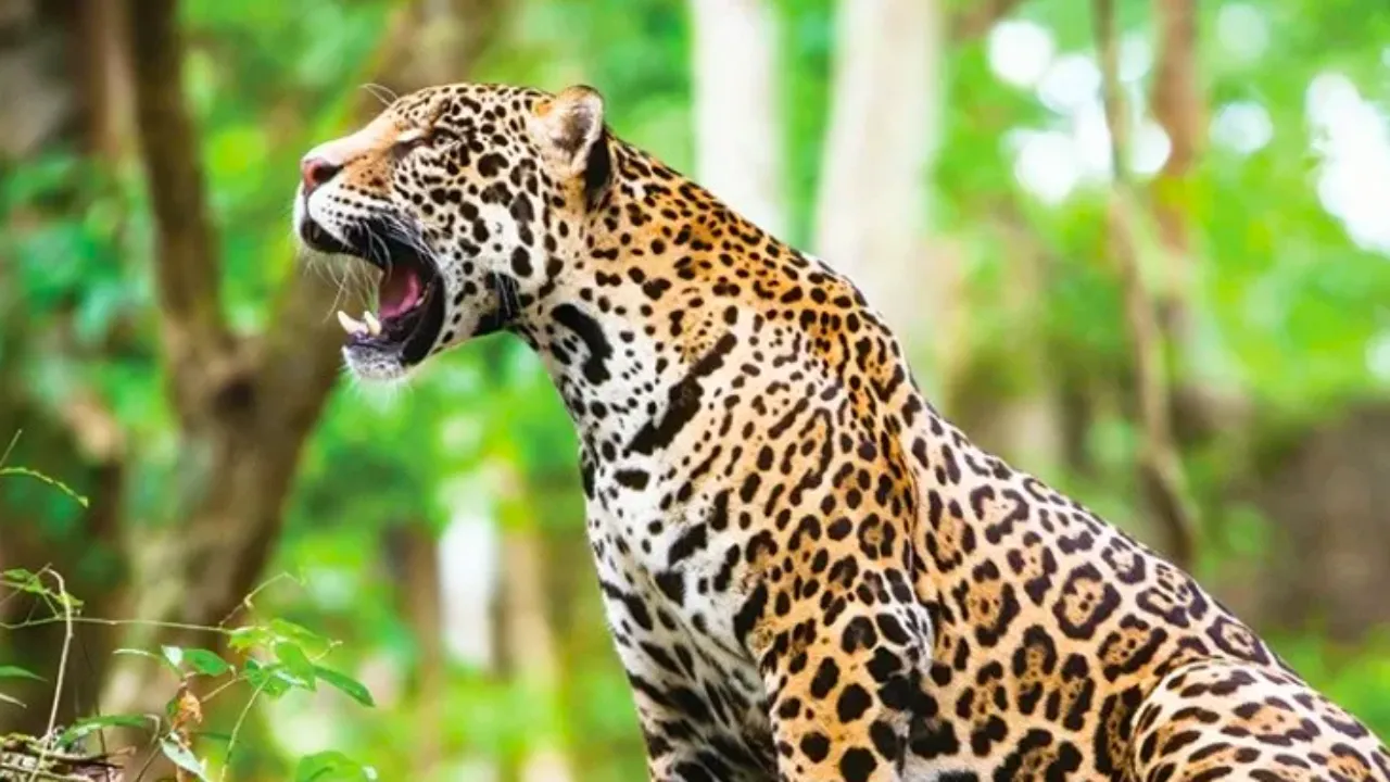 jaguar