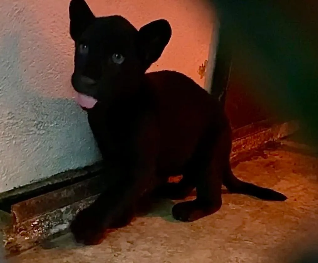 jaguar