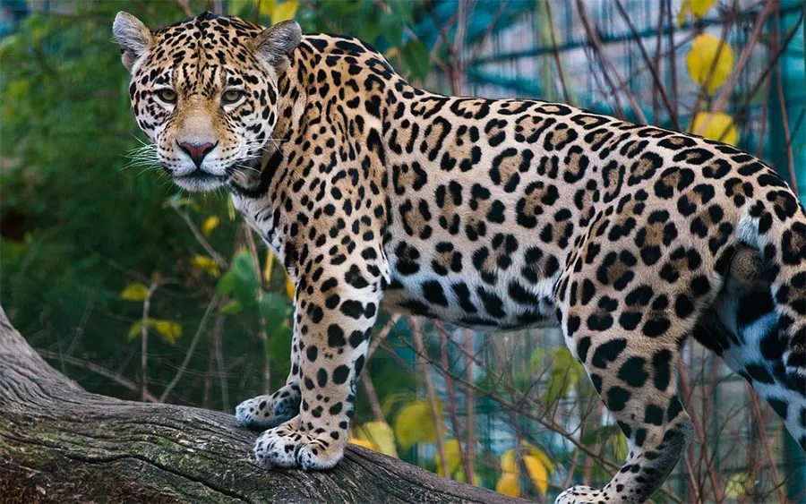 jaguar