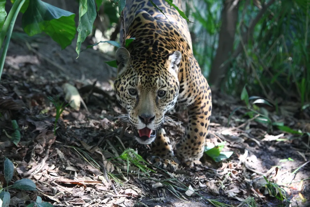 jaguares