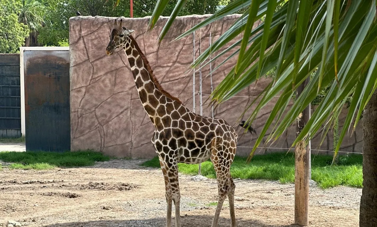 jirafa