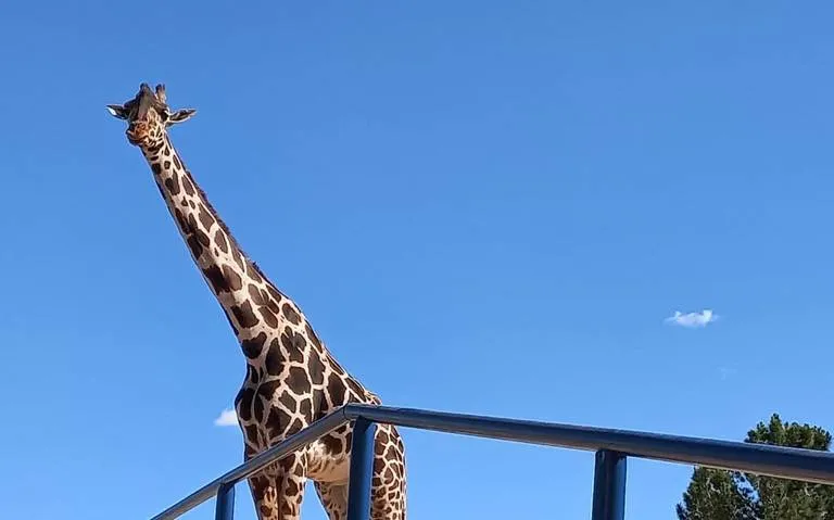 jirafa