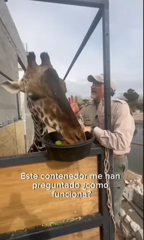 jirafa
