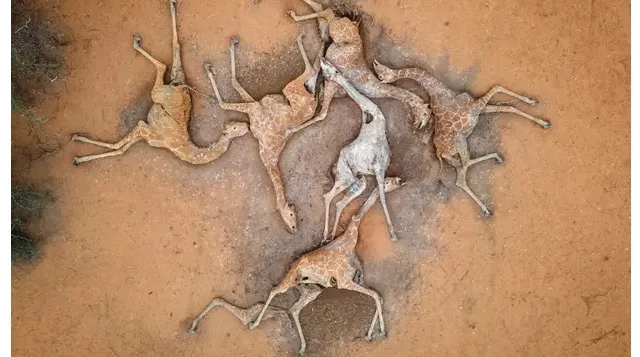 jirafas-1