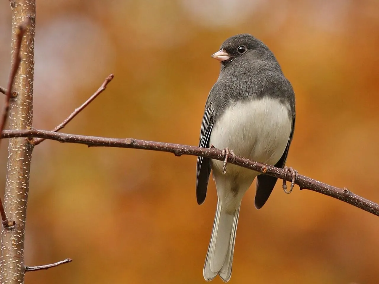 junco