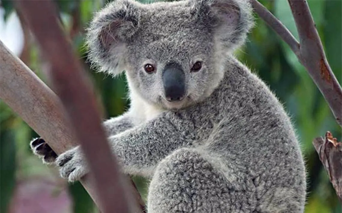 koala