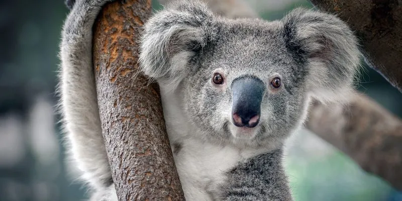 koalas