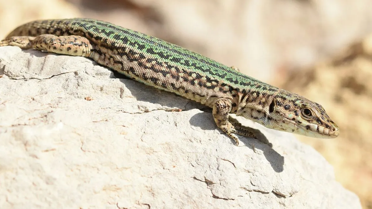 lagartija