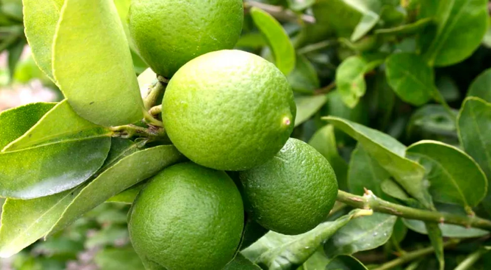 limon