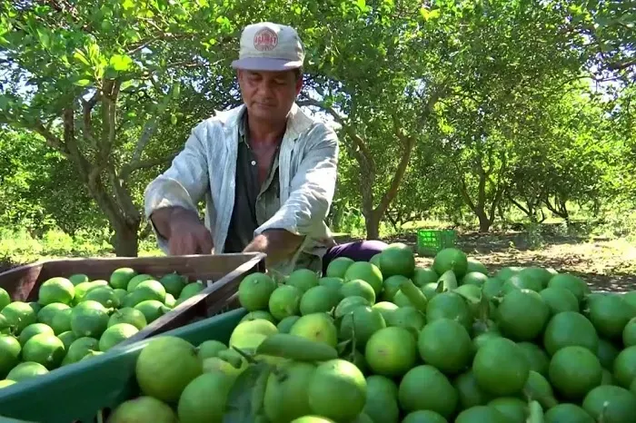 limoneros