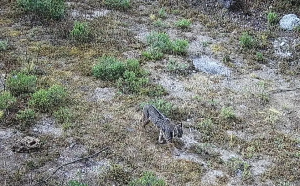 lince