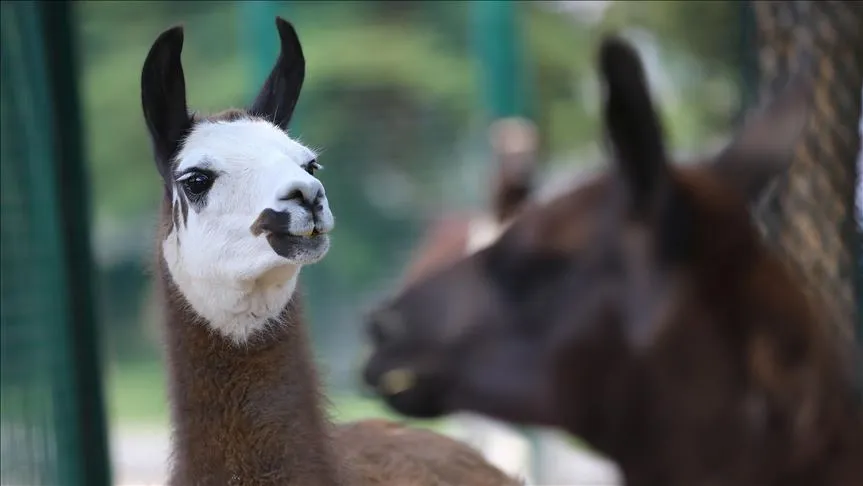 llama