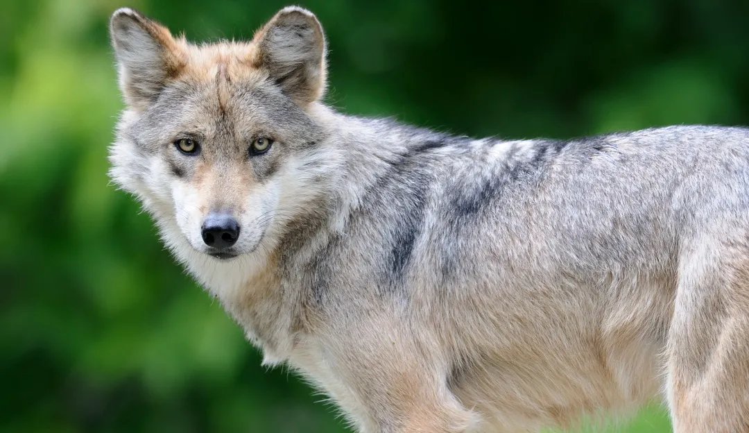 lobo