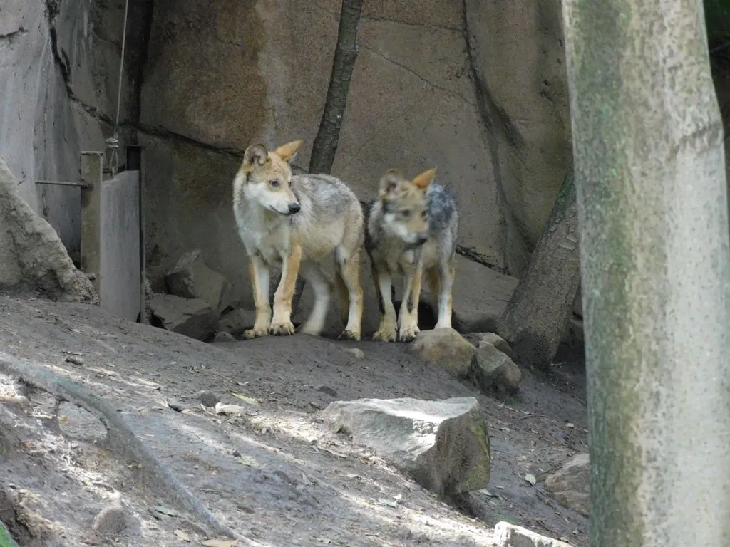 lobos