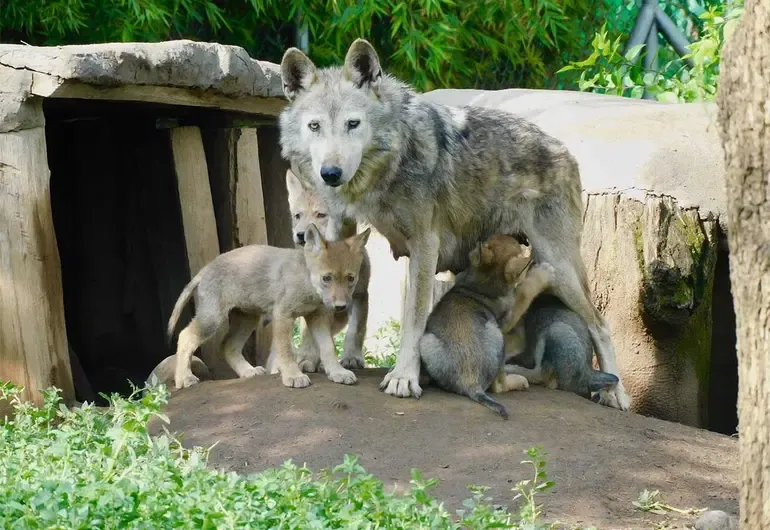 lobos