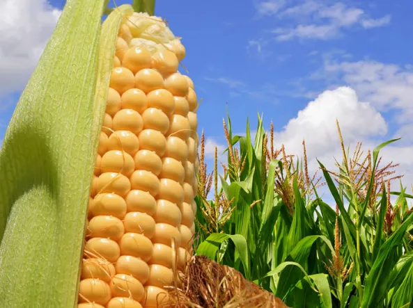 Gobierno y agroindustria firman acuerdo para enfrentar crisis del maíz en México
