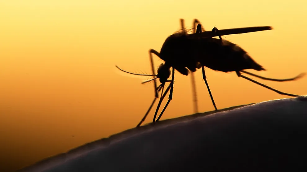 malaria