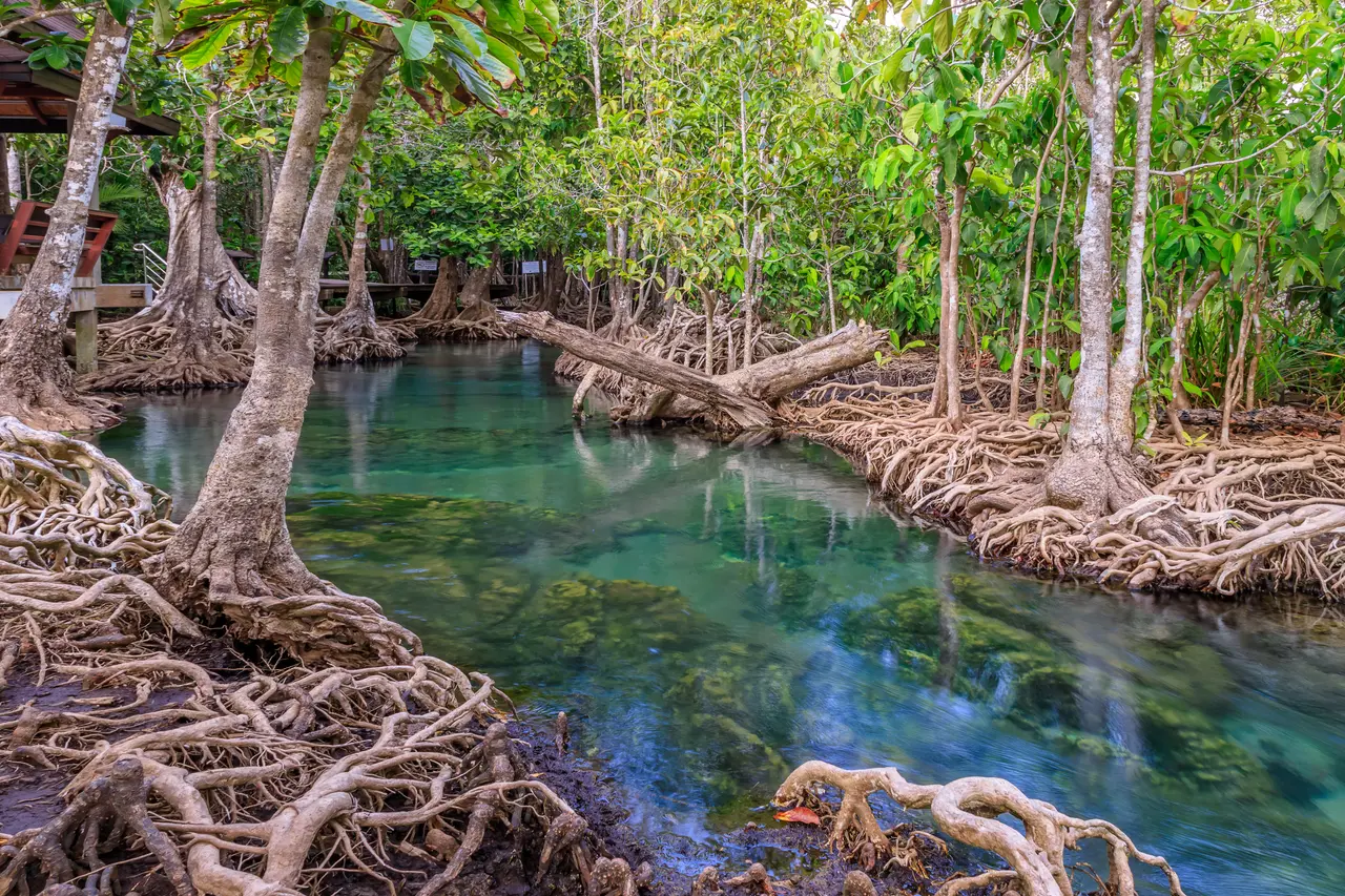 Raíces de manglar en zona costera, ecosistema que protege comunidades frente a tormentas