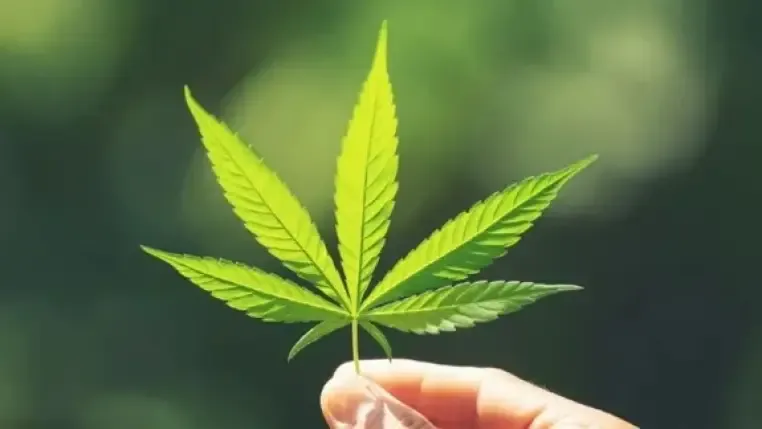 marihuana