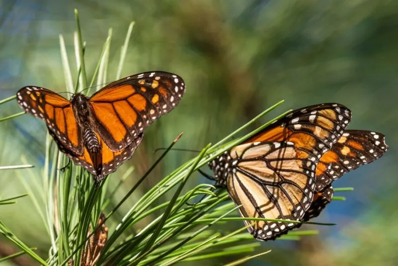 mariposa