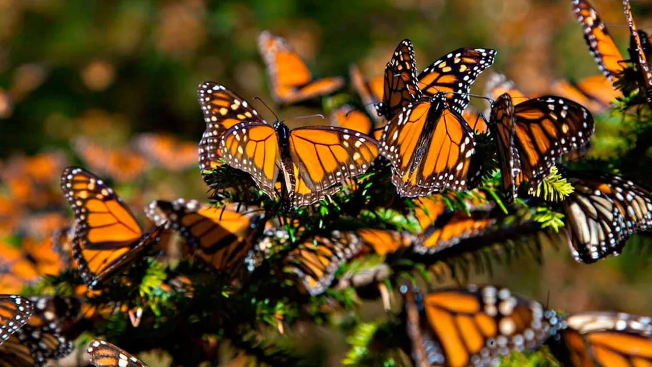 Ma mariposa Monarca