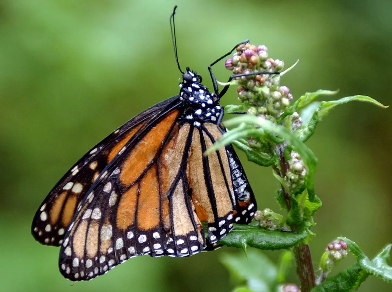 La Mariposa monarca aumenta 64% su presencia en temporada de hibernación 2025-2026