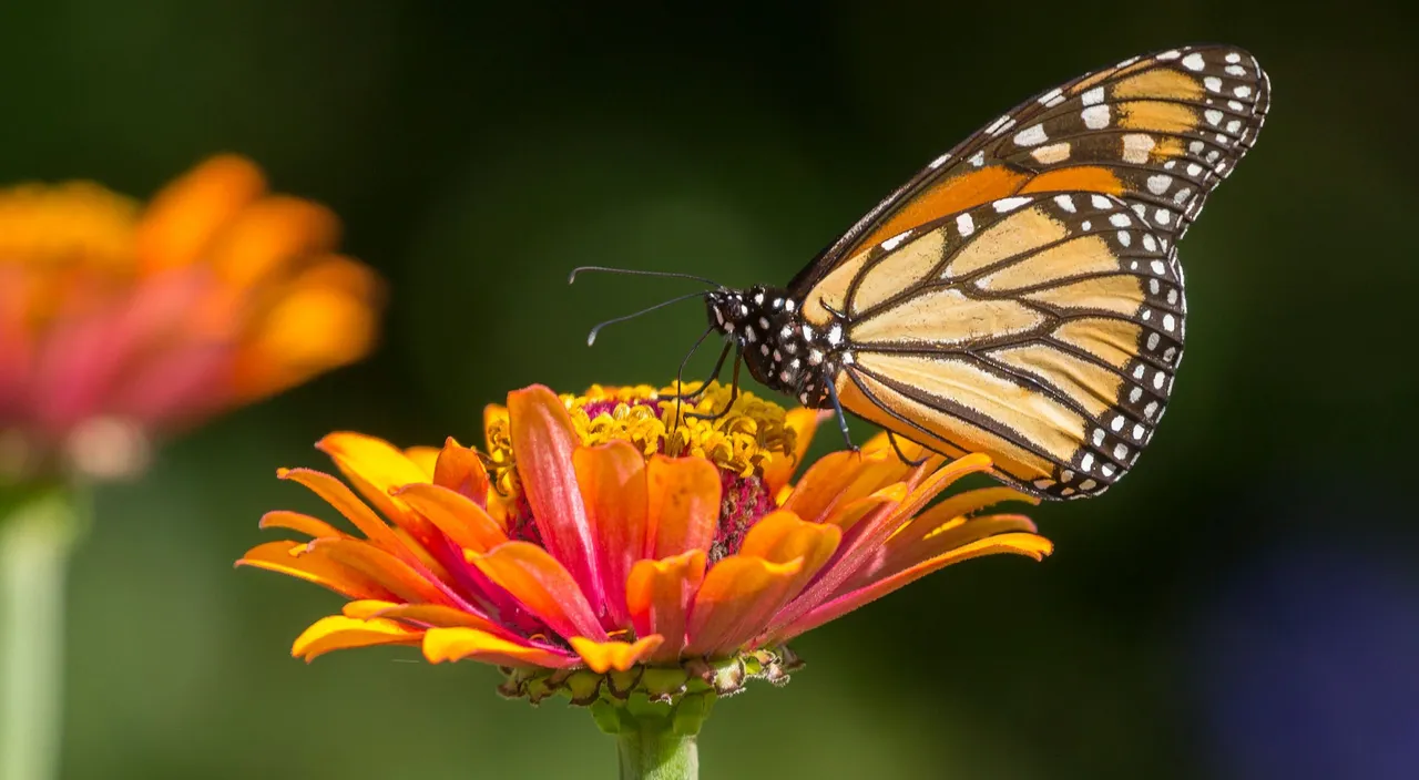 mariposa