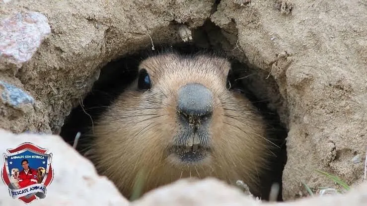 marmota