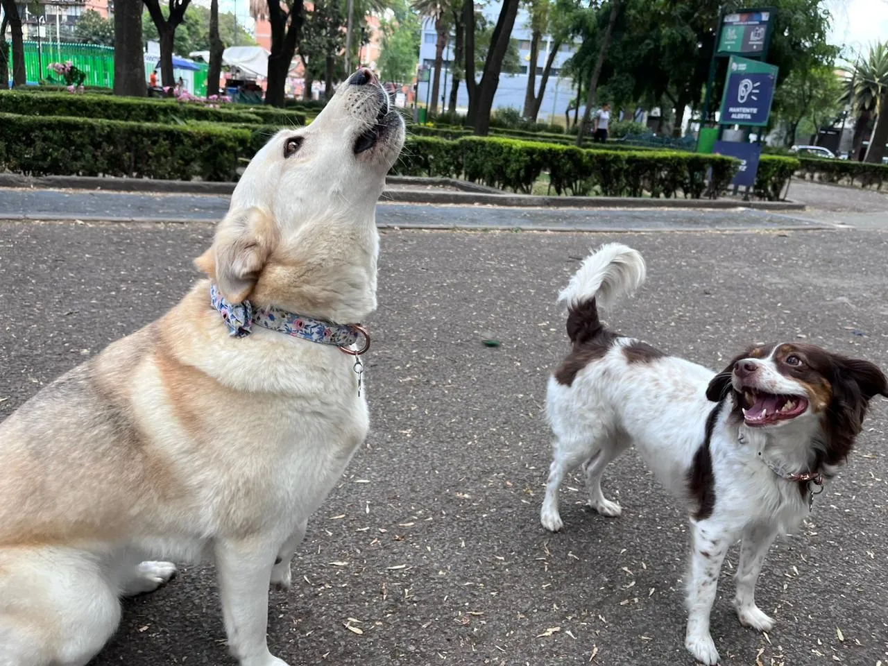 mascotas