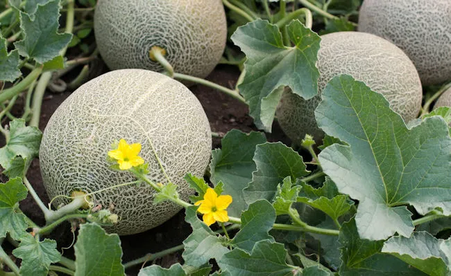 melones