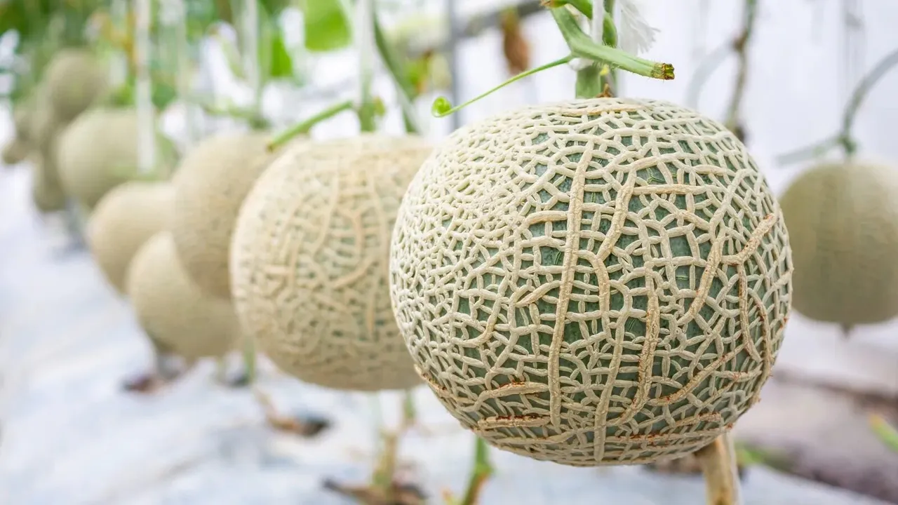 melones
