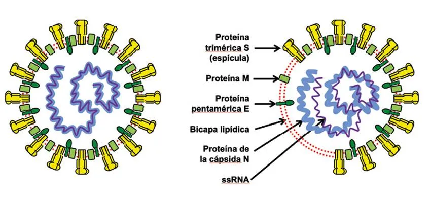 membrana