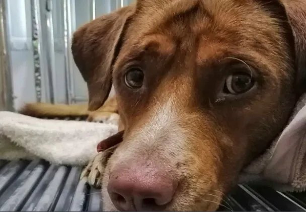 CDMX confirma: No hay condiciones para que los perros rescatados vuelvan al Refugio Franciscano.