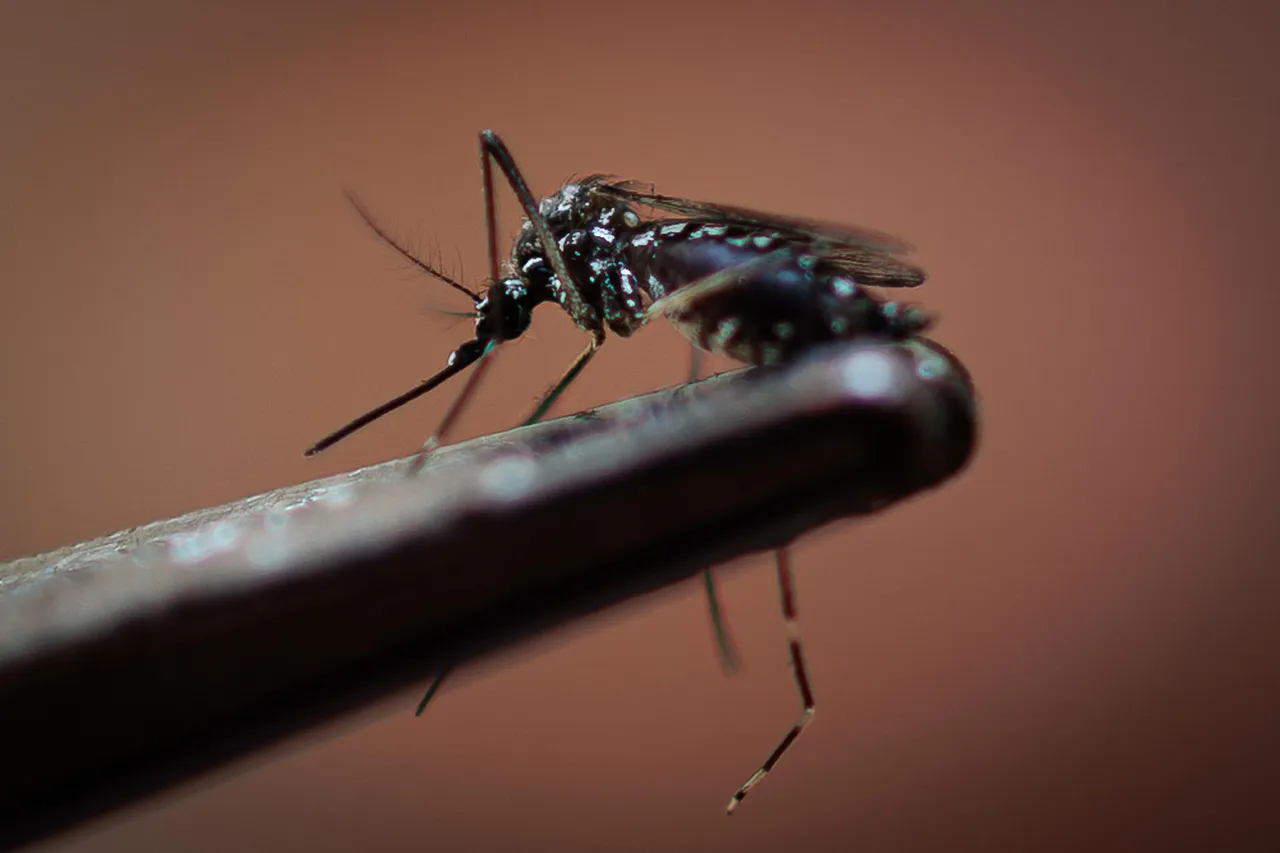 DENGUE TGDG