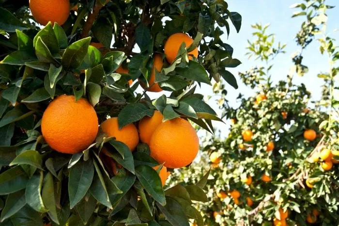 naranja