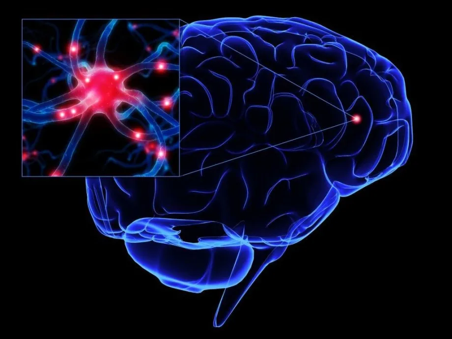 neuronas