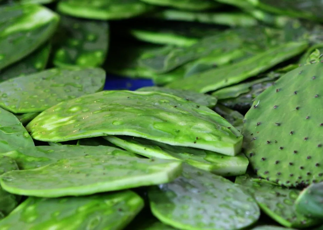 nopal-chumbera-hojas