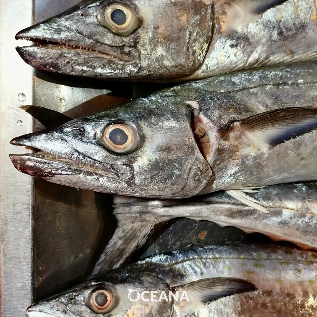 oceana1
