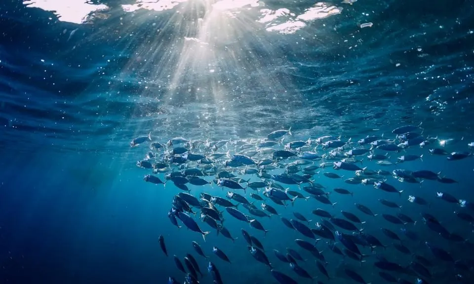 oceanos