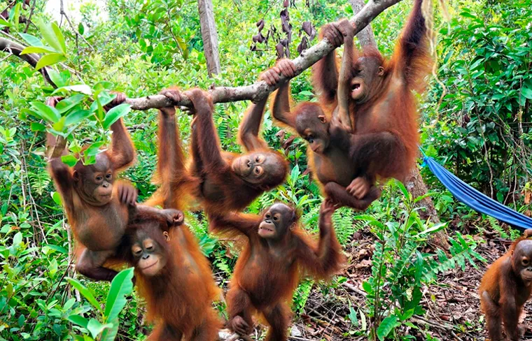 orangutanes