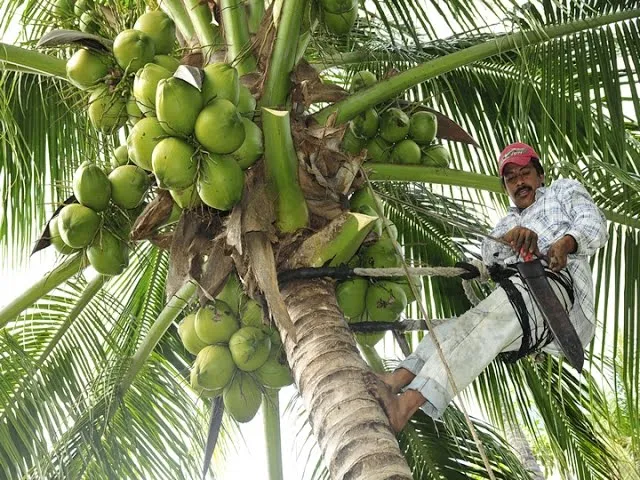 palma de coco