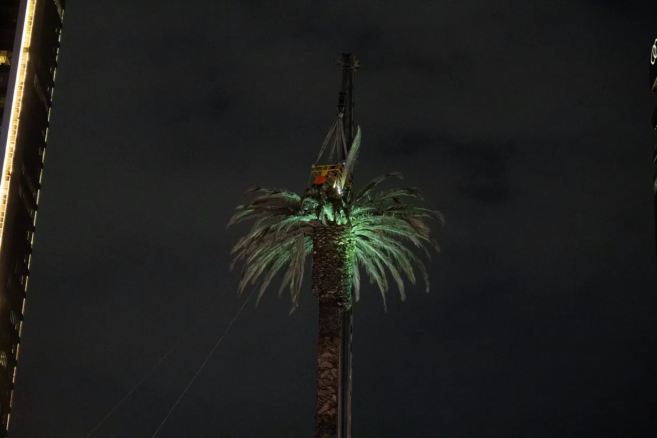 Inician trabajos para retirar palmera de Paseo de la Reforma en Ciudad de México